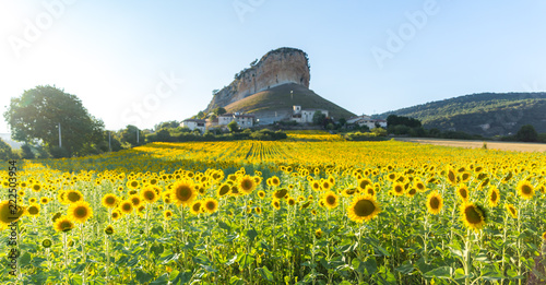 Sunflowers in a village of Spain photo