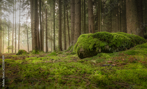 Märchenhaftes Waldbild - mit dicker Moosschicht, Bäumen und moosbewachsenem Stein photo