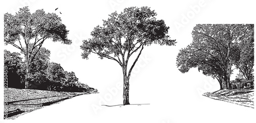 Vector landscape with trees. Black graphic illustration on white background, park outdoors scene in vintage engraving style.