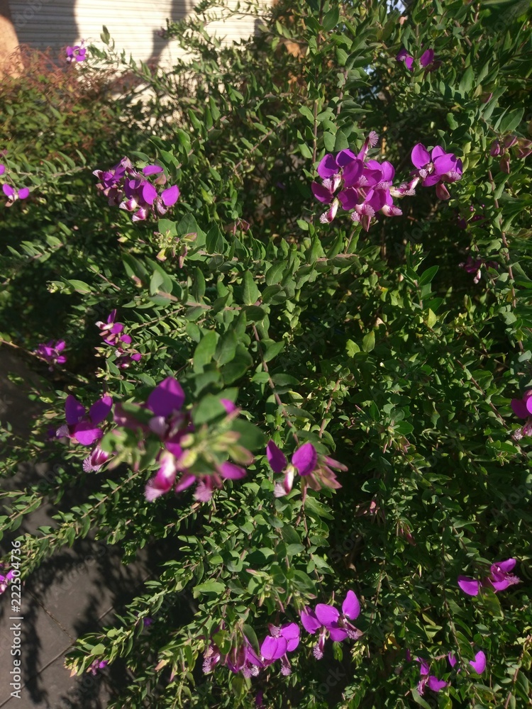 Primavera de Flores y plantas en Buenos Aires. Primavera de Flores y plantas en Buenos Aires.