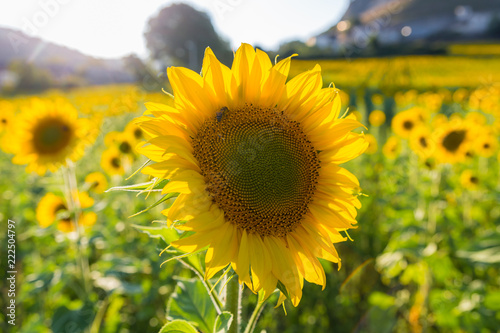 Fototapeta Naklejka Na Ścianę i Meble -  Sunflowers in a village of Spain