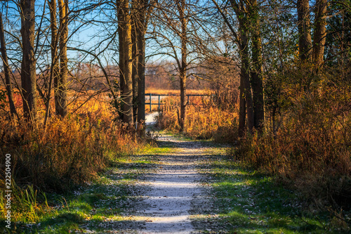 A path in the woods with a light dusting of snow