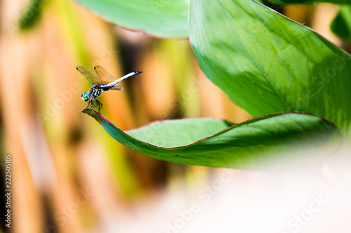 dragonfly in nature