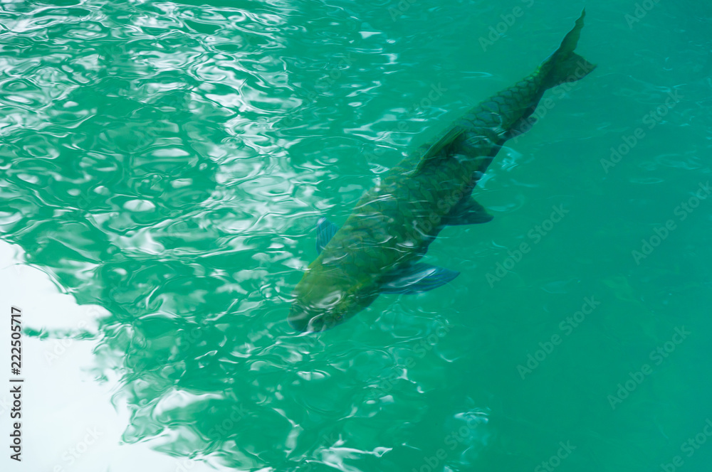 Fototapeta premium Fish swimming in clean water at national park