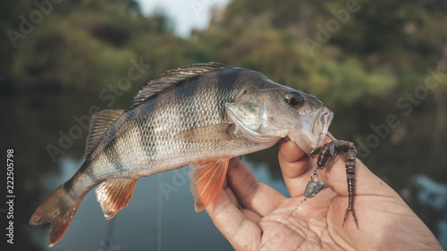 Perch in fisherman hands.