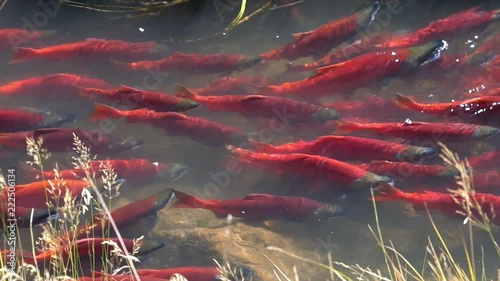 Kokanee salmon spawning upstream in slow motion.