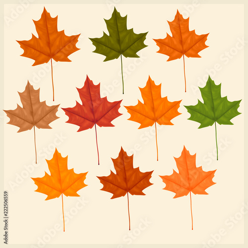 Set of autumn leaves on a light background photo