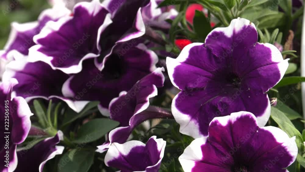 A lot of purple flowers. Petunias. Panning,Closeup, Shallow depth of fields. A lot of purple flowers. Petunias. Panning,Closeup, Shallow depth of fields.