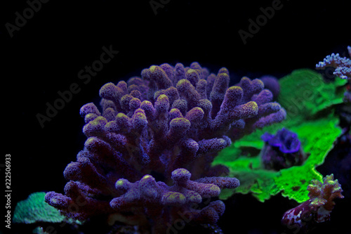 Fototapeta Naklejka Na Ścianę i Meble -  Stylophora colorful SPS coral in saltwater aquarium reef tank 