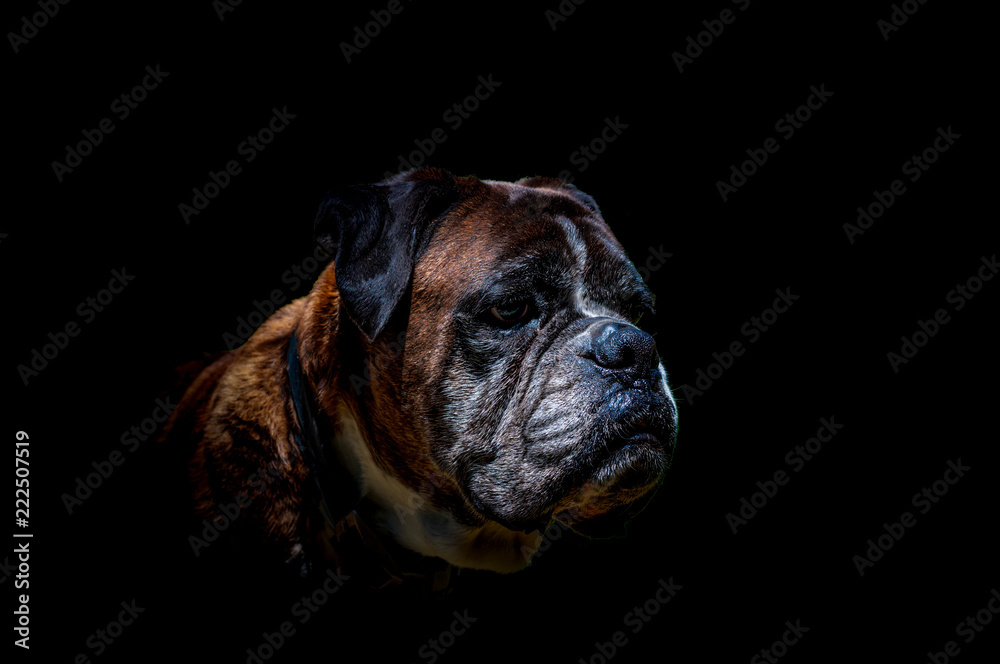 Isolated german boxer dog head