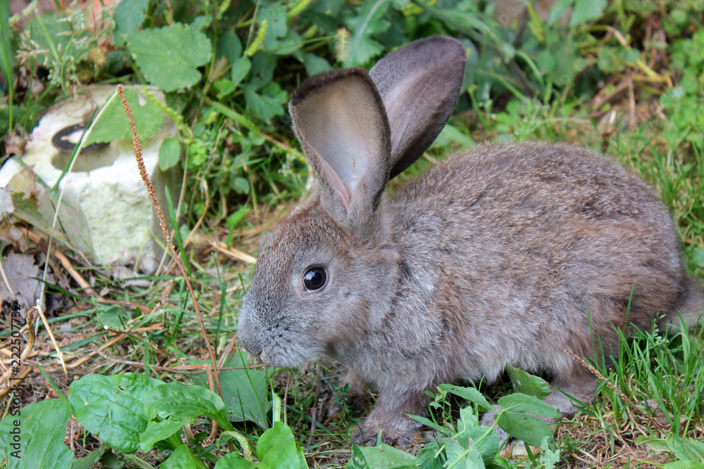 Fototapeta premium Rabbit on the street