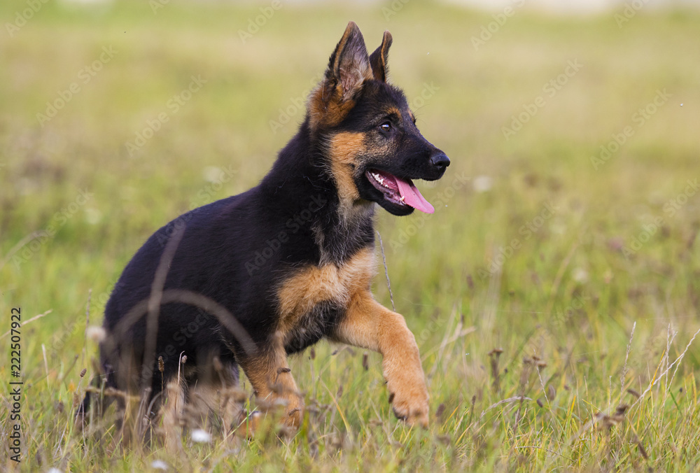 sheepdog puppy running on grass