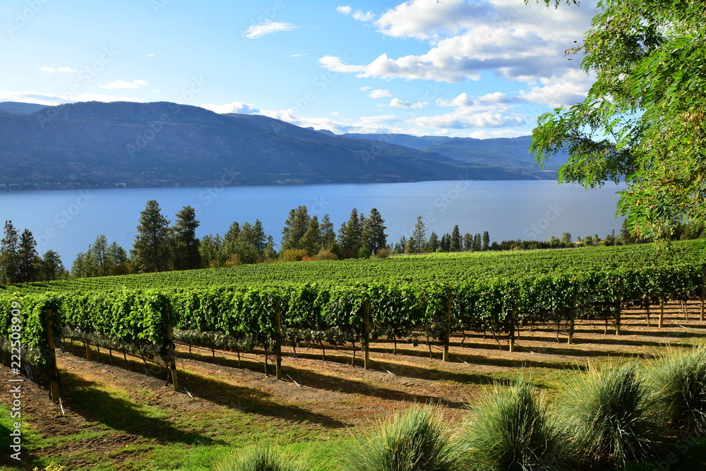 Obraz premium Vineyards and vines from the Okanagan Valley ,Kelowna BC,Canada.
