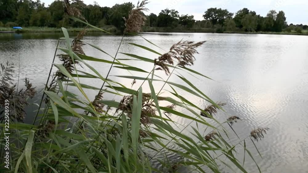 Ruhige, meditative Szene am Teich mit Schilf, das sich im Wind bewegt, full HD 1080p Video Footage