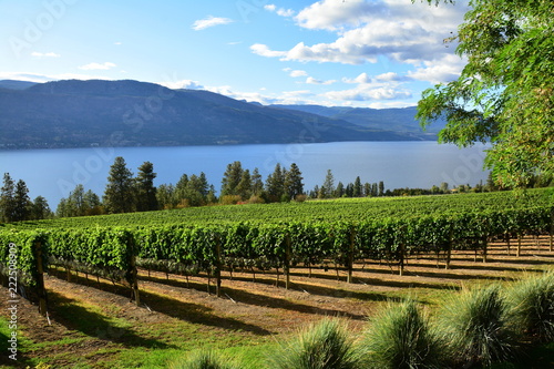 Vineyards and vines from the Okanagan Valley ,Kelowna BC,Canada. photo