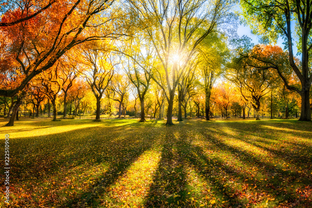 Fototapeta Kolorowy jesienny las w świetle słońca