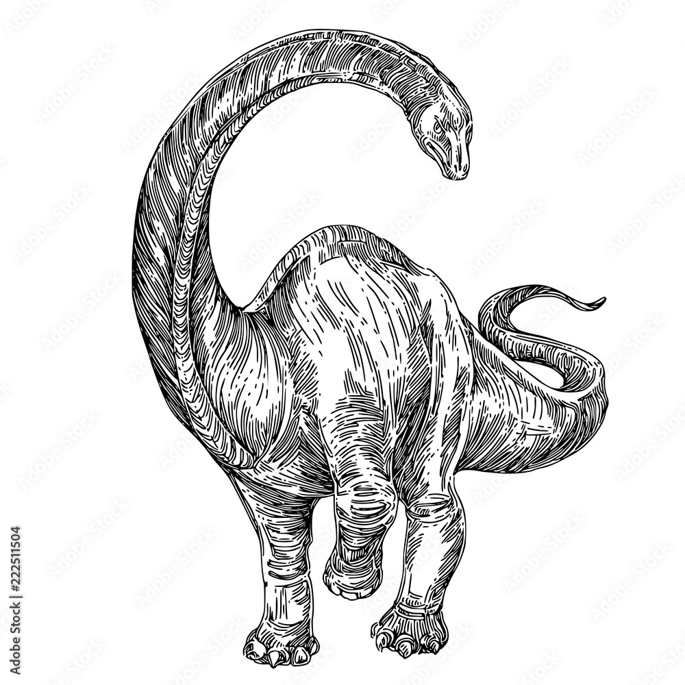 Supersaurus vivianae | Supersaurus is a diplodocid; the grou… | Flickr