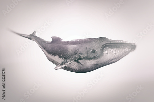 Humback whale isolated - 3d rendering photo