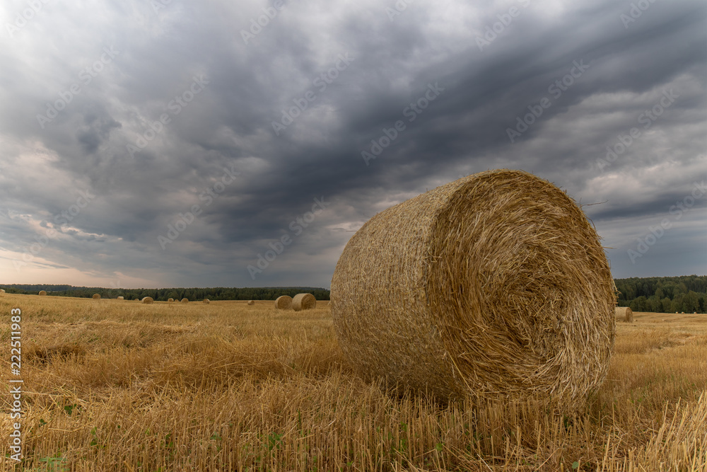 Straw roll of golden wheat on the autumn field