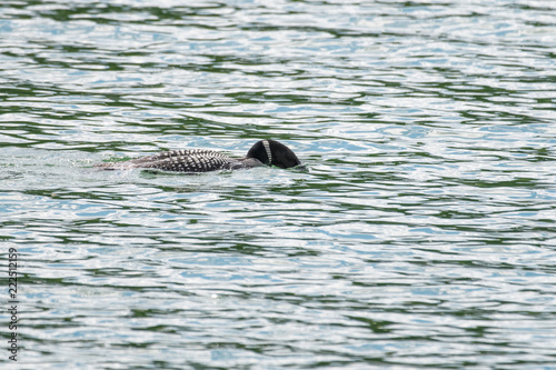 Common loon hunting for fish in a lake in Banff national park © Thorsten Spoerlein