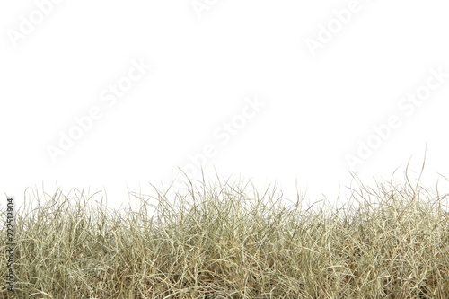 Dried grass isolated on white background.dry grass field.