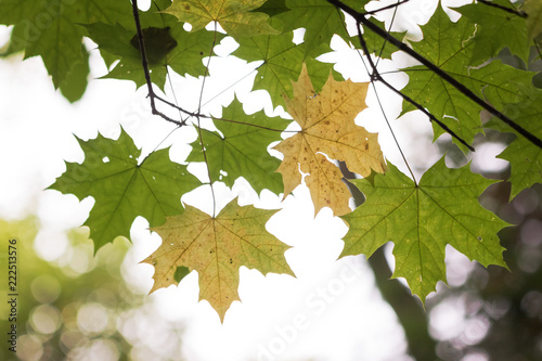 Autumn maple leaves on a tree