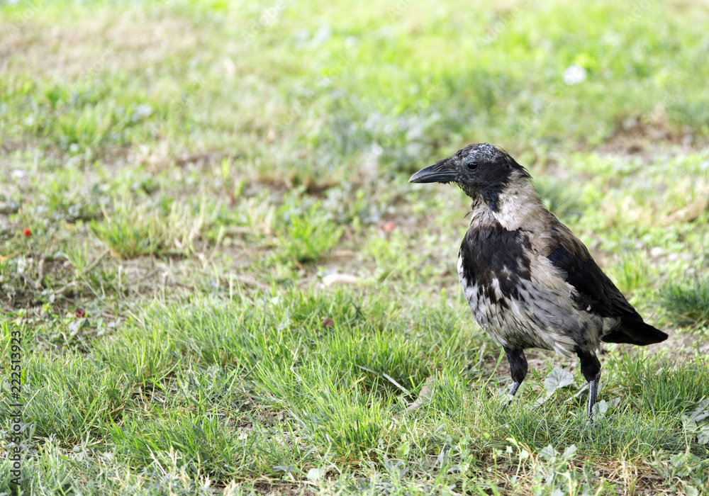 Fototapeta premium Hooded Crow Standing on Grass in a Park