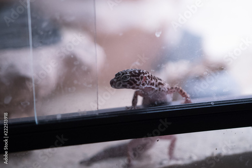 Gecko schaut aus einem Terrarium heraus photo