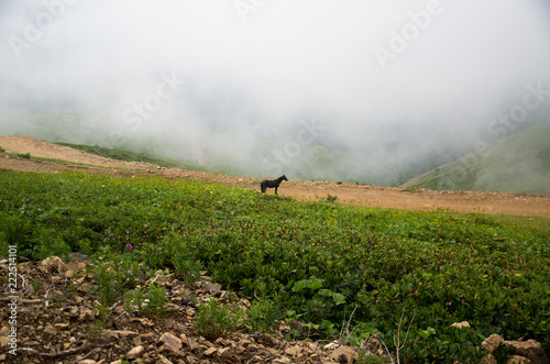 kavkaz mountain. Horse