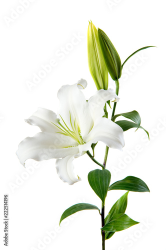 lilies on white background