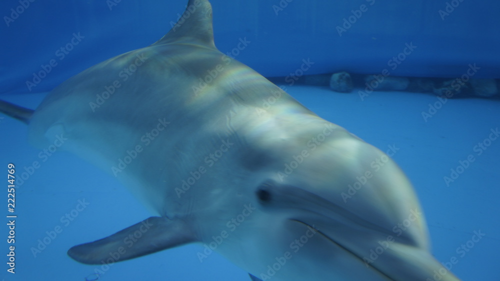 Fototapeta premium SONY DSC