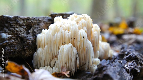 Icicle Fungus