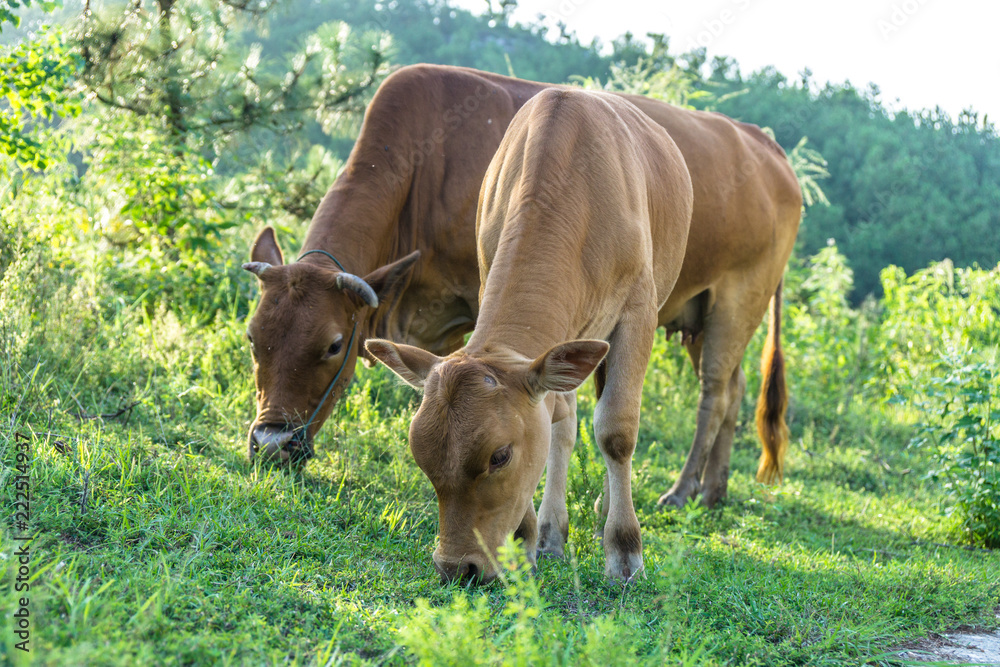cow on a meadow cow on a meadow