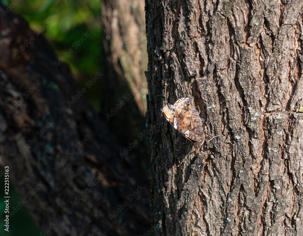 Butterfly Admiral sitting on a tree Butterfly Admiral sitting on a tree