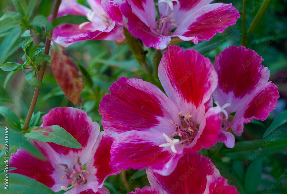 Pink flower close up Pink flower close up