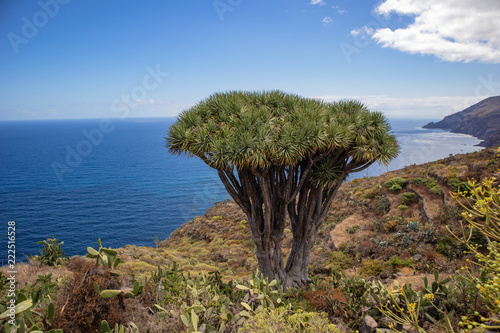 Canary Islands dragon tree (Dracaena draco)