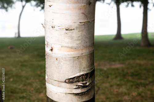 Close up of a birch tree trunk