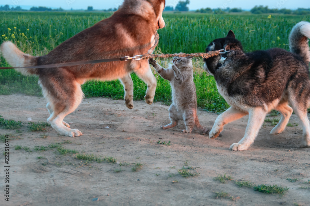 Dogs and cat playing together outdoor. Husky dogs together attacked the cat. Dogs and cat playing together outdoor. Husky dogs together attacked the cat.