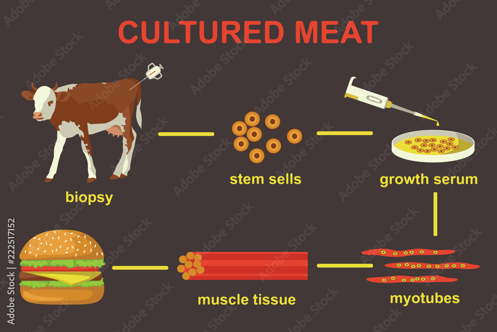 Cultured Lab grown Meat Infographics Synthetic In Vitro Food Concept cultured-lab-grown-meat-infographics-synthetic-in-vitro-food-concept