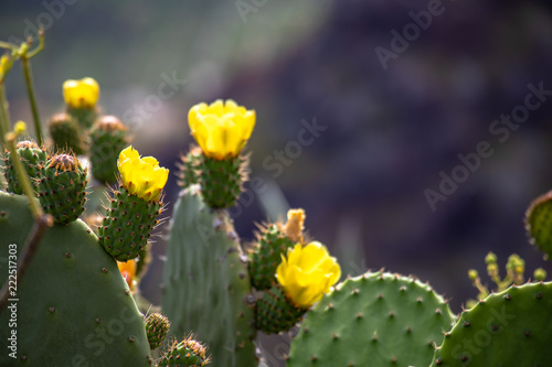 blooming yellow-green cactus