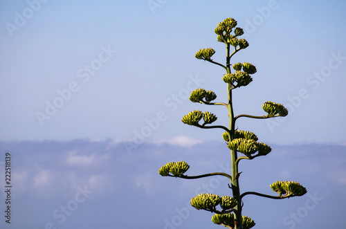 blooming agave americana on a background of the ocean and the blue sky, in the composition on the right