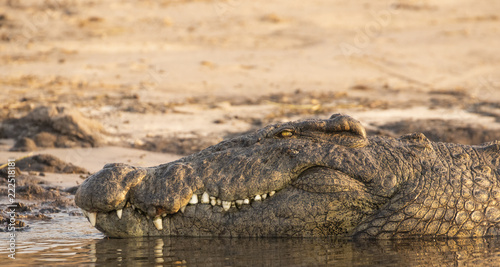 crocodile in chobe national park