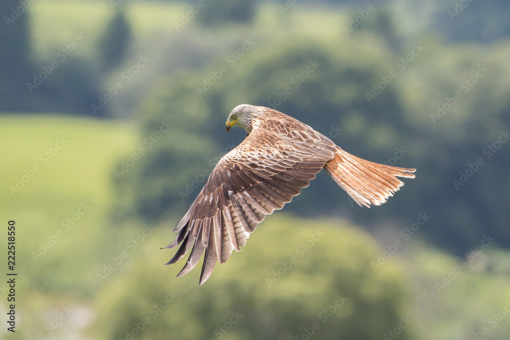 Red kite in flight (Milvus milvus), Scotland Red kite in flight (Milvus milvus), Scotland