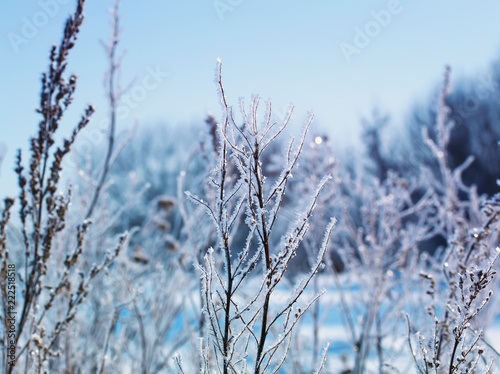 grass covered with white crystals of snow and frost in the morning winter glade