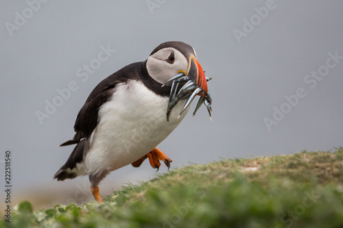 Puffin with pilchards in the bill (Fratercula arctica), Farne islands, Scotland