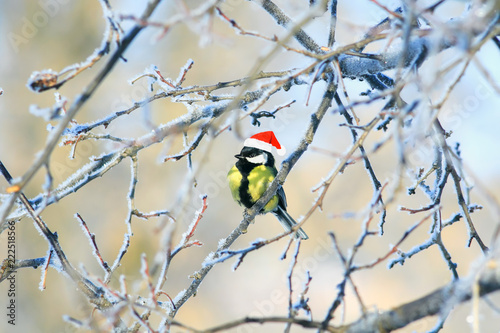 funny little bird tit in festive red hat sitting on branches covered with whi...