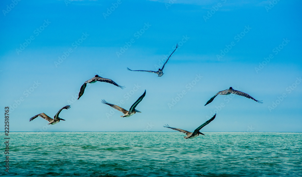 Obraz premium Outdoor view of group of pelicans flying in a gorgeous blue sky background in Pedernales beach