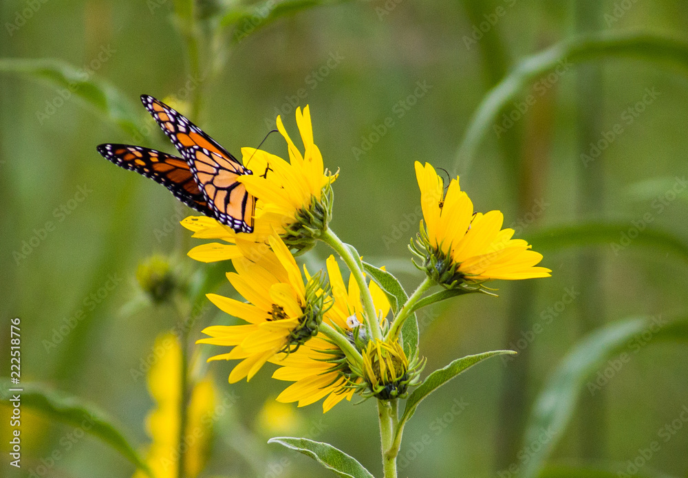 Monarch on Yellow False Sunflowers Monarch on Yellow False Sunflowers