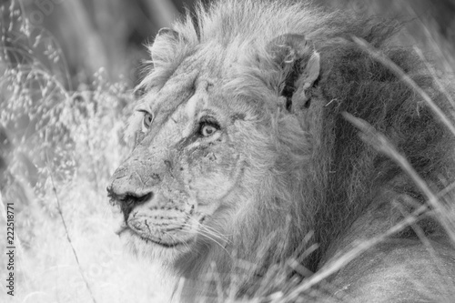 Lion in Chobe National park
