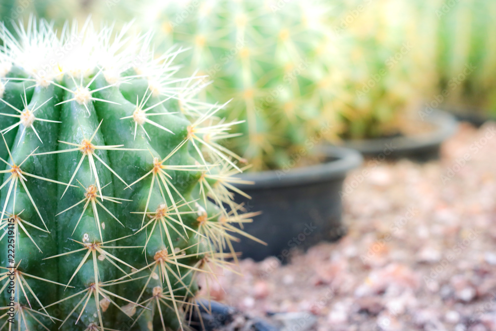 cactus with copy space cactus with copy space